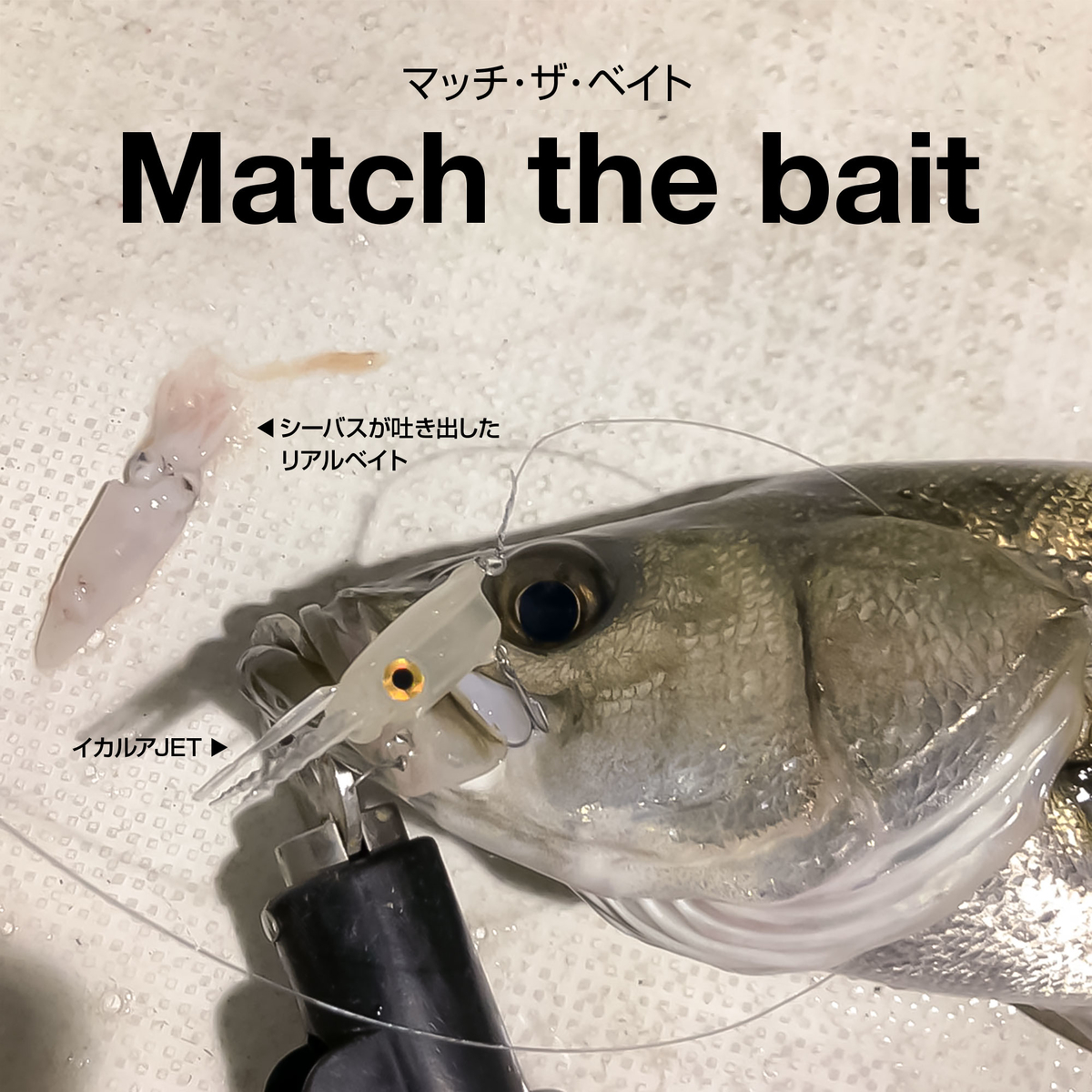 f:id:berao-setouchi-fishing:20210125193414j:plain