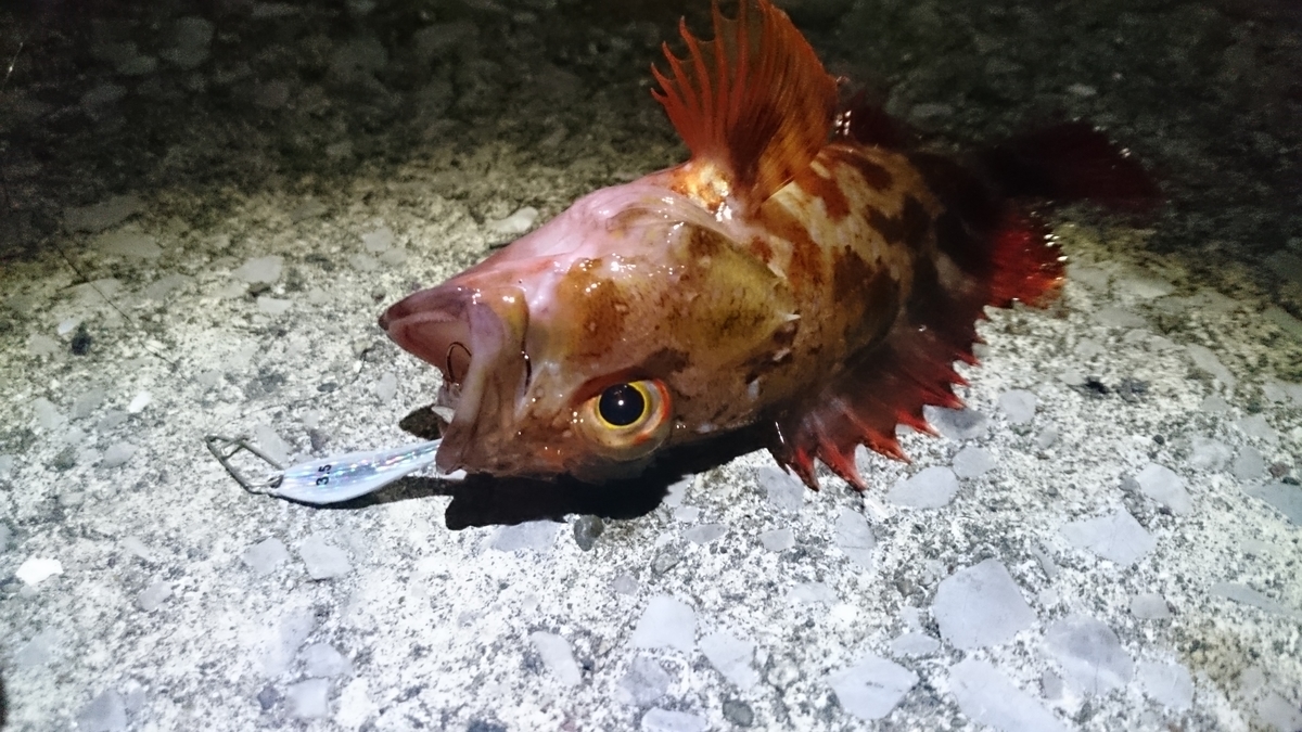 f:id:berao-setouchi-fishing:20210207165650j:plain