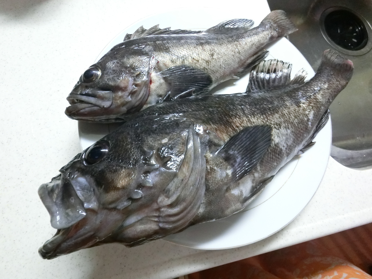 f:id:berao-setouchi-fishing:20210530103704j:plain