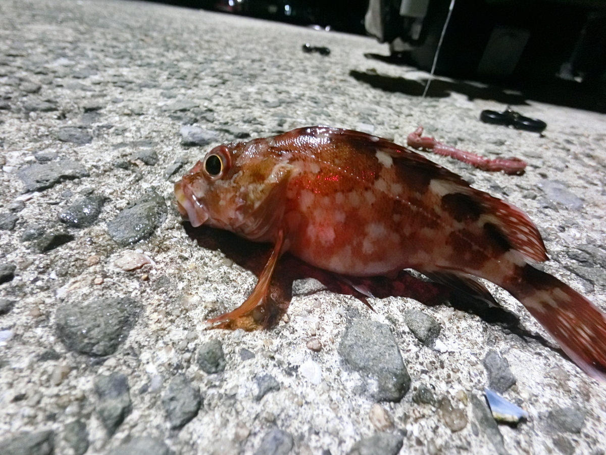 f:id:berao-setouchi-fishing:20220403152335j:plain