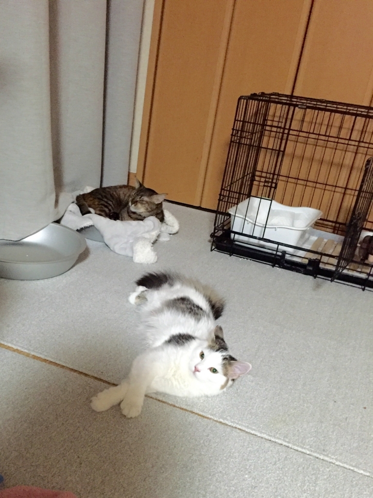 子猫 エサよく食べるように 避妊手術後 サイベリアン Q 子育て 奮闘中