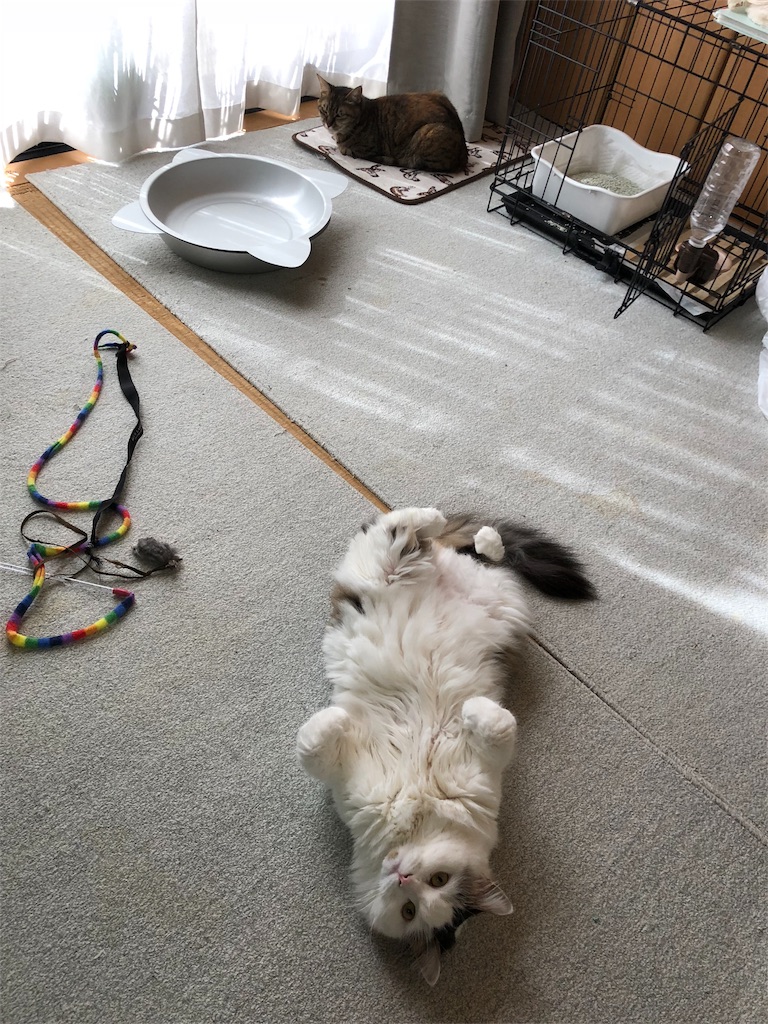 f:id:beree:20190424174504j:image