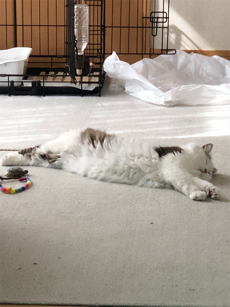 f:id:beree:20190424174611j:image