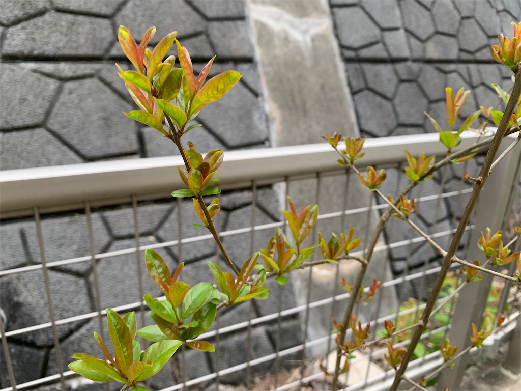 f:id:bergamot18xx:20240404211558j:image