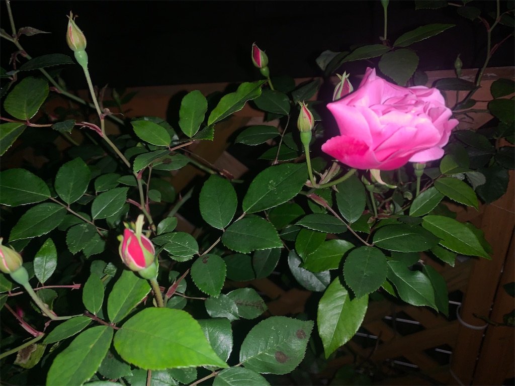 f:id:bergamot18xx:20240416171509j:image