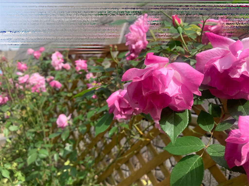f:id:bergamot18xx:20240416171844j:image