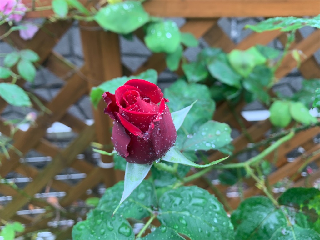 f:id:bergamot18xx:20240425223219j:image