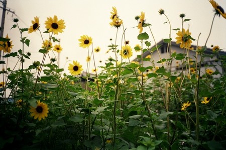f:id:bergk:20060723222214j:image