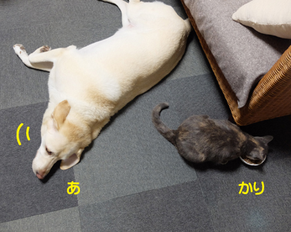 f:id:beriru:20160907131821j:plain