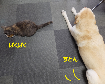 f:id:beriru:20161003171832j:plain