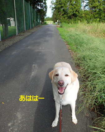 f:id:beriru:20161020202805j:plain