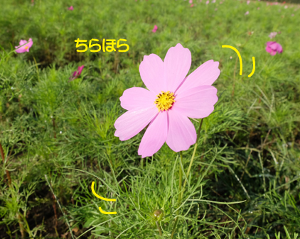 f:id:beriru:20161025205912j:plain