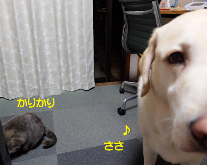 f:id:beriru:20161111133819j:plain