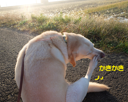 f:id:beriru:20161120194929j:plain
