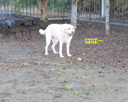 f:id:beriru:20161120194931j:plain