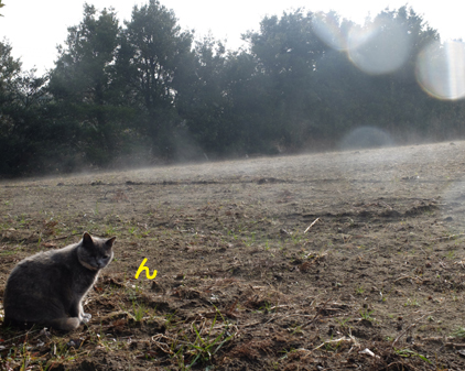 f:id:beriru:20170120233519j:plain