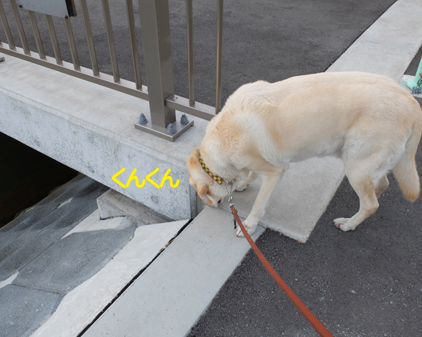 f:id:beriru:20170607134950j:plain