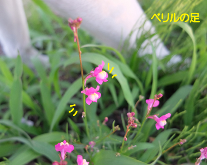 f:id:beriru:20170616231252j:plain