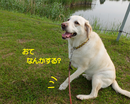 f:id:beriru:20170624190502j:plain