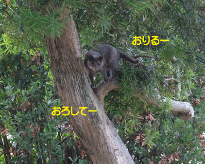 f:id:beriru:20170821164441j:plain