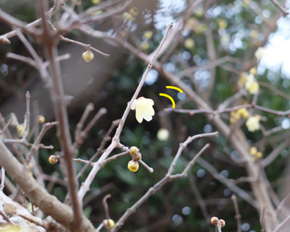 f:id:beriru:20180122193452j:plain