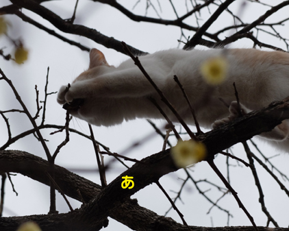 f:id:beriru:20180122193455j:plain