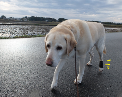 f:id:beriru:20180310110800j:plain