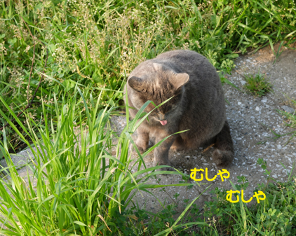 f:id:beriru:20180406170707j:plain