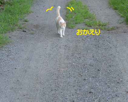 f:id:beriru:20180811165443j:plain