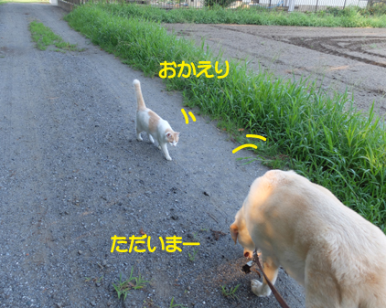 f:id:beriru:20180811165447j:plain