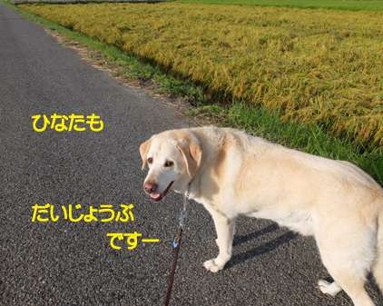 f:id:beriru:20180818143407j:plain