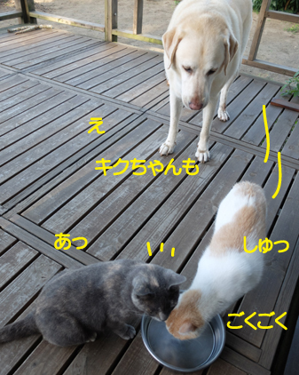 f:id:beriru:20180826173455j:plain