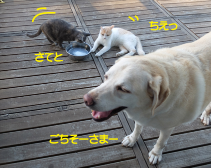 f:id:beriru:20180826173508j:plain
