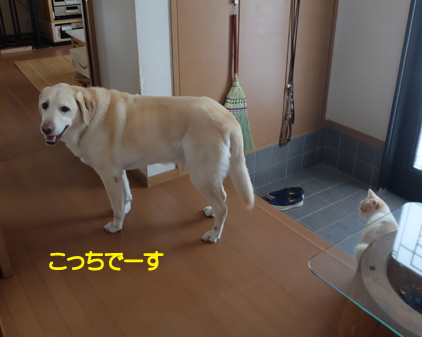 f:id:beriru:20180923110044j:plain
