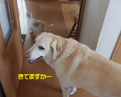 f:id:beriru:20180923110046j:plain