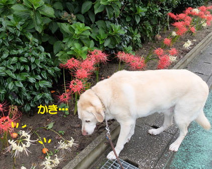 f:id:beriru:20180923111411j:plain