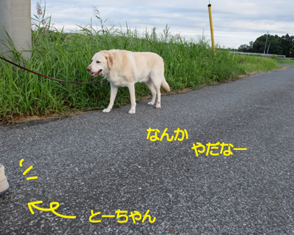 f:id:beriru:20180923111413j:plain
