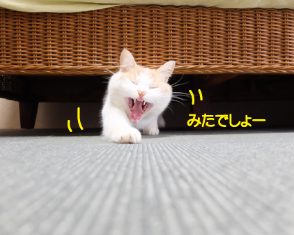 f:id:beriru:20180927120046j:plain