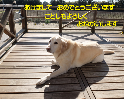 f:id:beriru:20190101165434j:plain