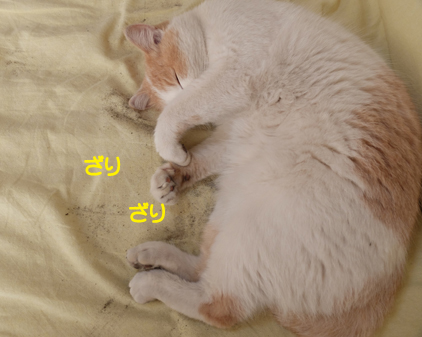 f:id:beriru:20190109192000j:plain