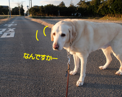 f:id:beriru:20190110131026j:plain