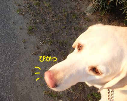 f:id:beriru:20190110131032j:plain