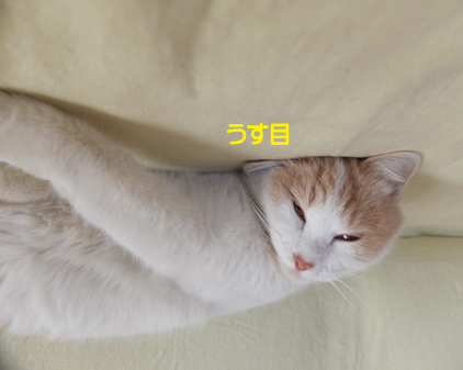 f:id:beriru:20190111165635j:plain
