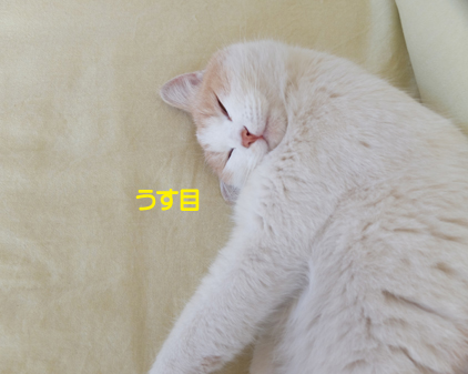 f:id:beriru:20190111165637j:plain