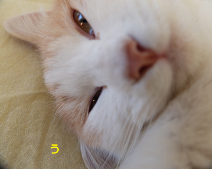 f:id:beriru:20190111165641j:plain
