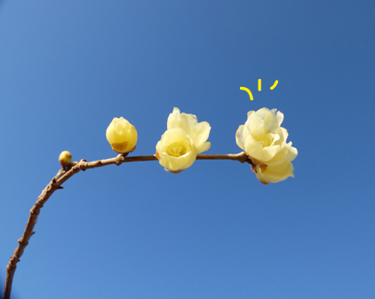 f:id:beriru:20190115083535j:plain