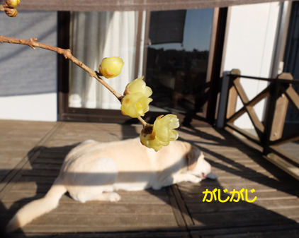f:id:beriru:20190115083538j:plain