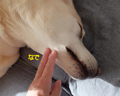 f:id:beriru:20190126093627j:plain