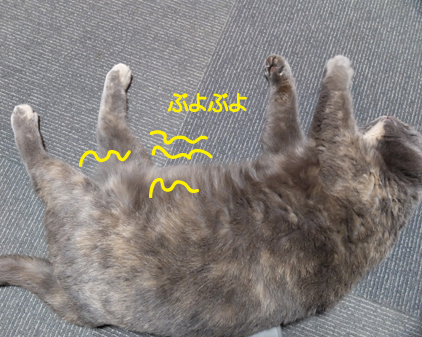 f:id:beriru:20190208171747j:plain f:id:beriru:20190208171747j:plain