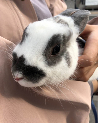 f:id:beriru:20190403220619j:plain